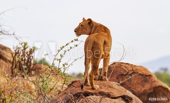 Picture of Lioness female lion Panthera leo stands on rocks rear view with head profile Samburu National Reserve Kenya Africa Wild predator in natural environment
